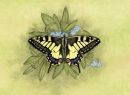 Swallowtail on forget-me-not Original watercolour painting