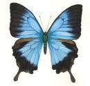 Original watercolour painting