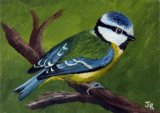 Bluetit **Sold*