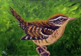 British bird Wren **Sold**