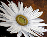 Gerbera White
