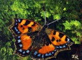 Little Tortoisehell **Sold**