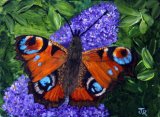 Peacock Butterfly **Sold**