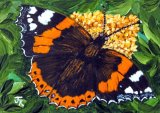 Red Admiral Butterfly **Sold**