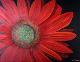 Red Gerbera - SOLD