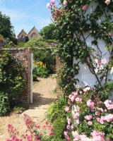 Climbing Roses