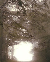Misty Road
