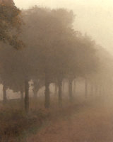 Trees in Mist