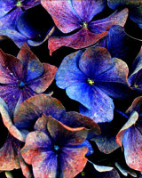 Hues