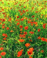 Poppy Field