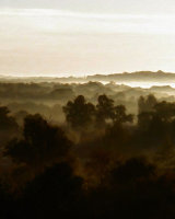 Morning Mist