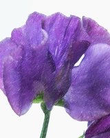 Sweat Pea