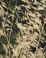 Wheat Grass