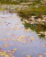 Scotney Lilies
