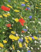 Poppies and Daisies
