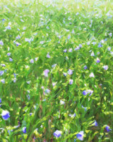 Little Blue Flowers