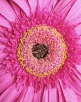 Pink Flower