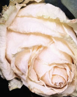 Rose Bud