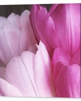 Tulip Petals