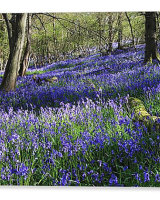 Bluebells