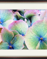 Pink Edged