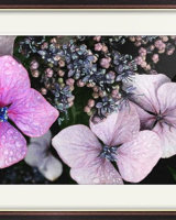 Hydrangea