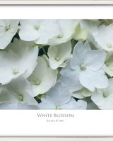 White Blossom
