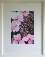 Pink Hydrangea