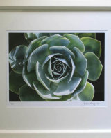 Succulent