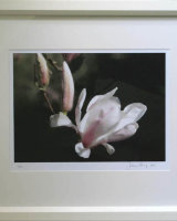Magnolia