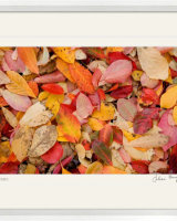 Autumn Leaf Colour