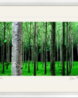 Trees
