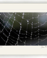 Web