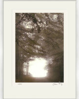 Misty Road