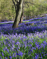 A Walk Amongst Bluebells
