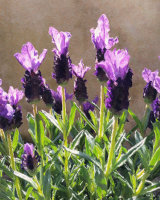 Lavender Purple