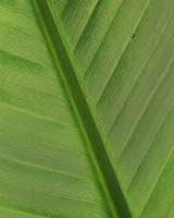 Leaf Veins