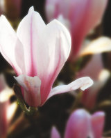 Magnolia Buds