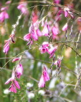 Pretty in Pink