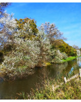 Oxney Canal