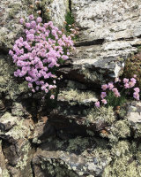 Cape Seathrift