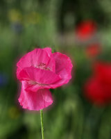 Pink Poppy