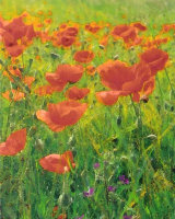 Poppies