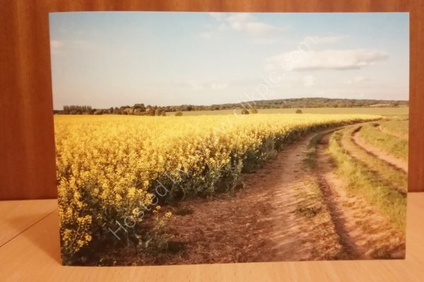 Rapeseed fields greeting cards