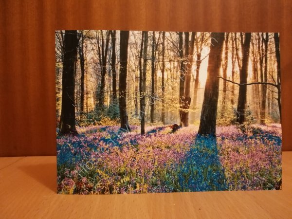 Bluebell woods greeting card