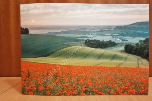 Poppy field