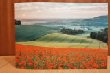 Poppy field greeting card Poppy field
