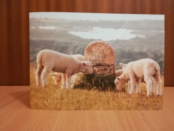 Lambs overlooking Poole Harbour greeting card