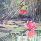 Pink Waterlilies