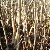 vertical pale tree trunks, woodland Sheepleas surrey